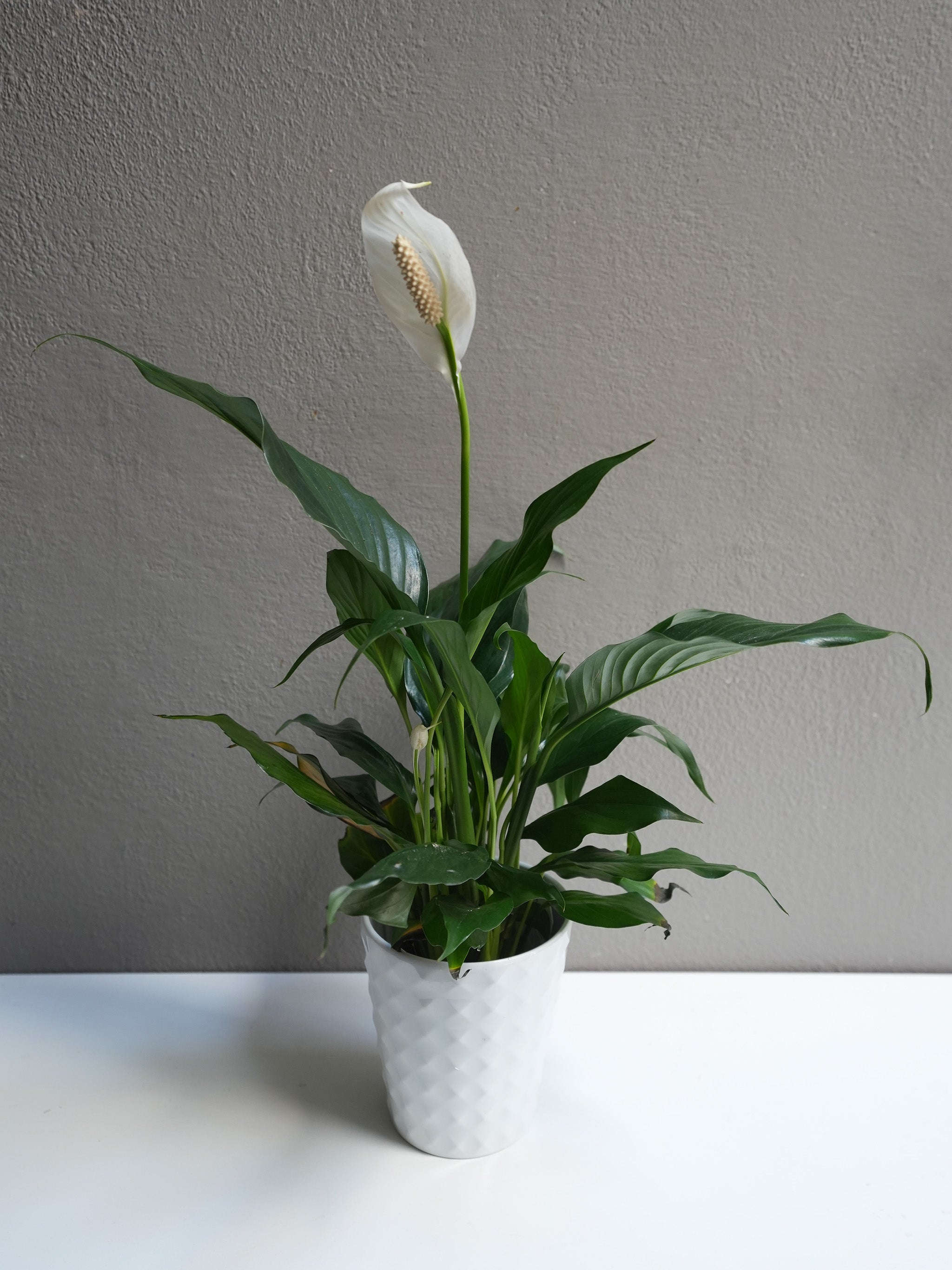 Spathiphyllum 4