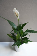 Spathiphyllum 4
