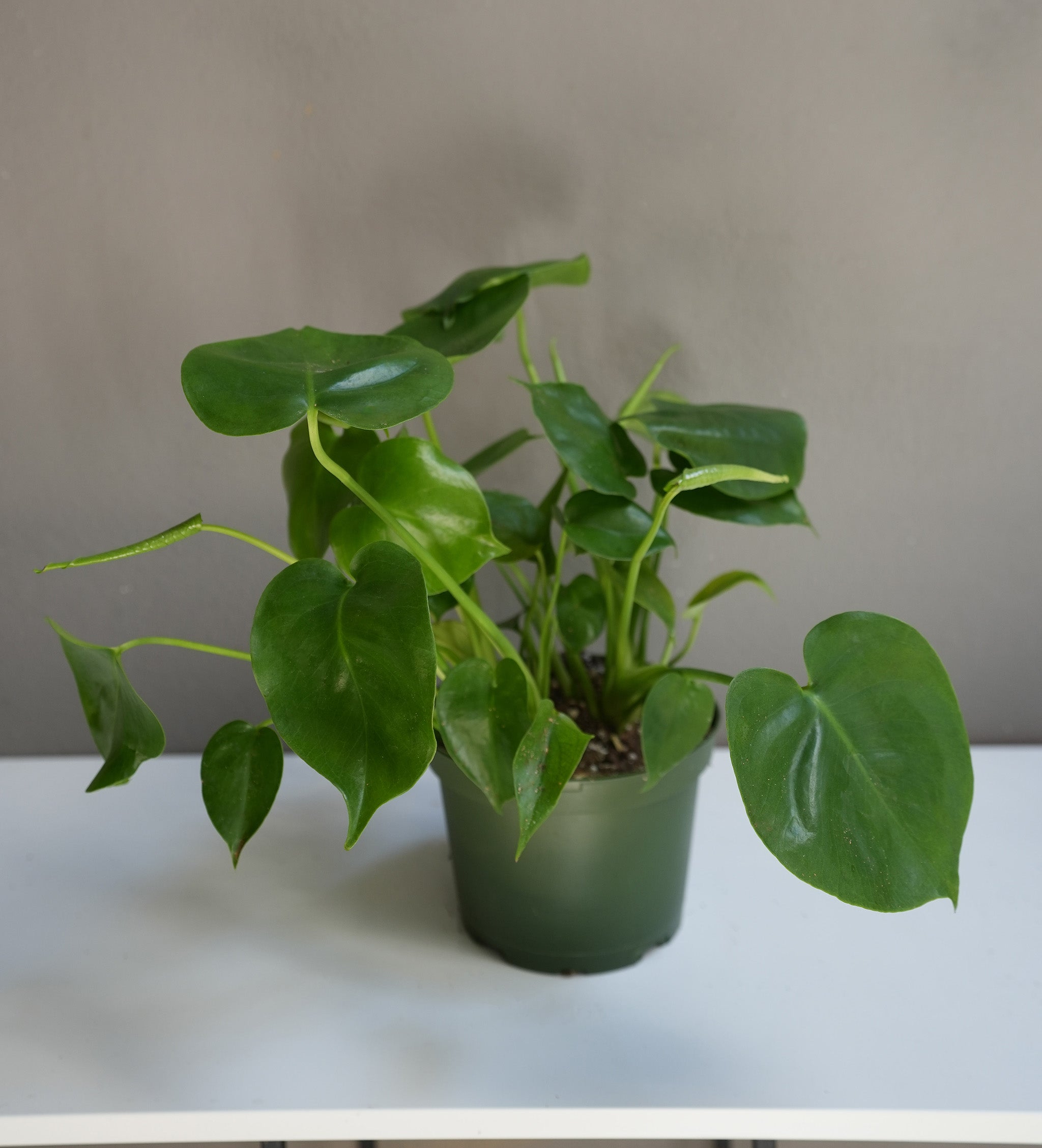 Philodendron hederaceum 6