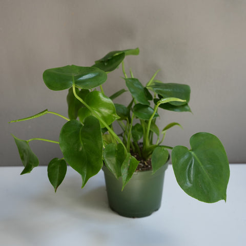 Philodendron hederaceum 6