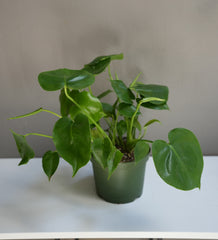 Philodendron hederaceum 6