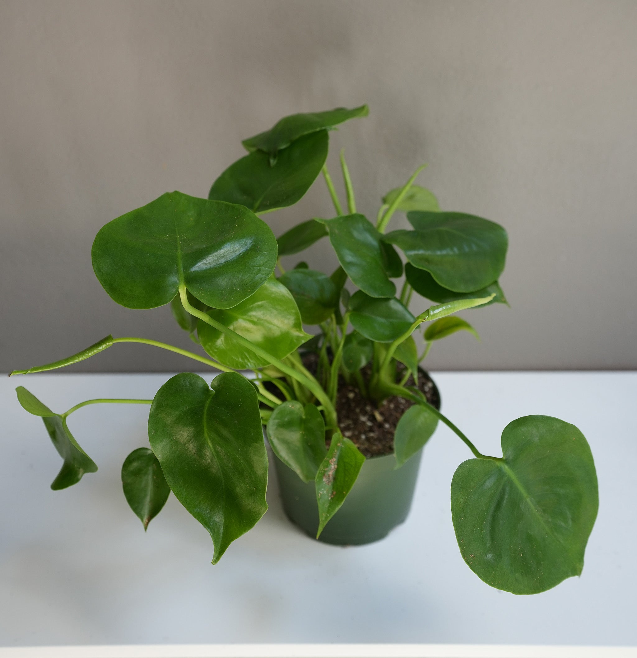 Philodendron hederaceum 6