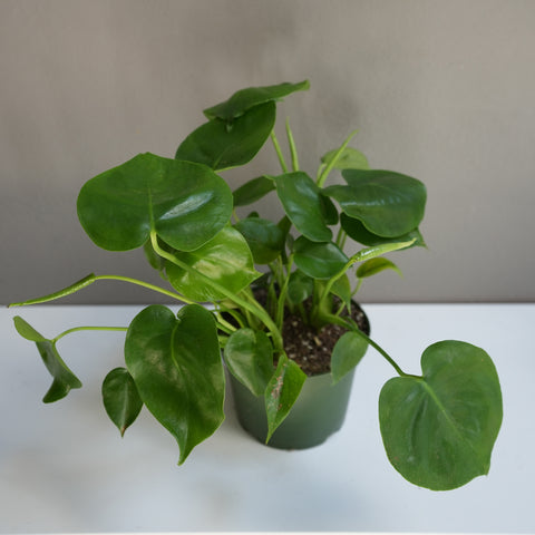 Philodendron hederaceum 6