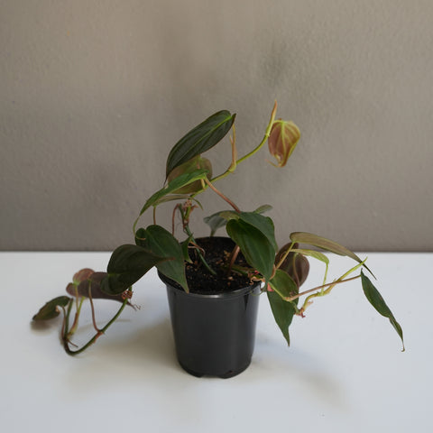 Philodendron 4