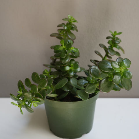 Crassula Ovata 6