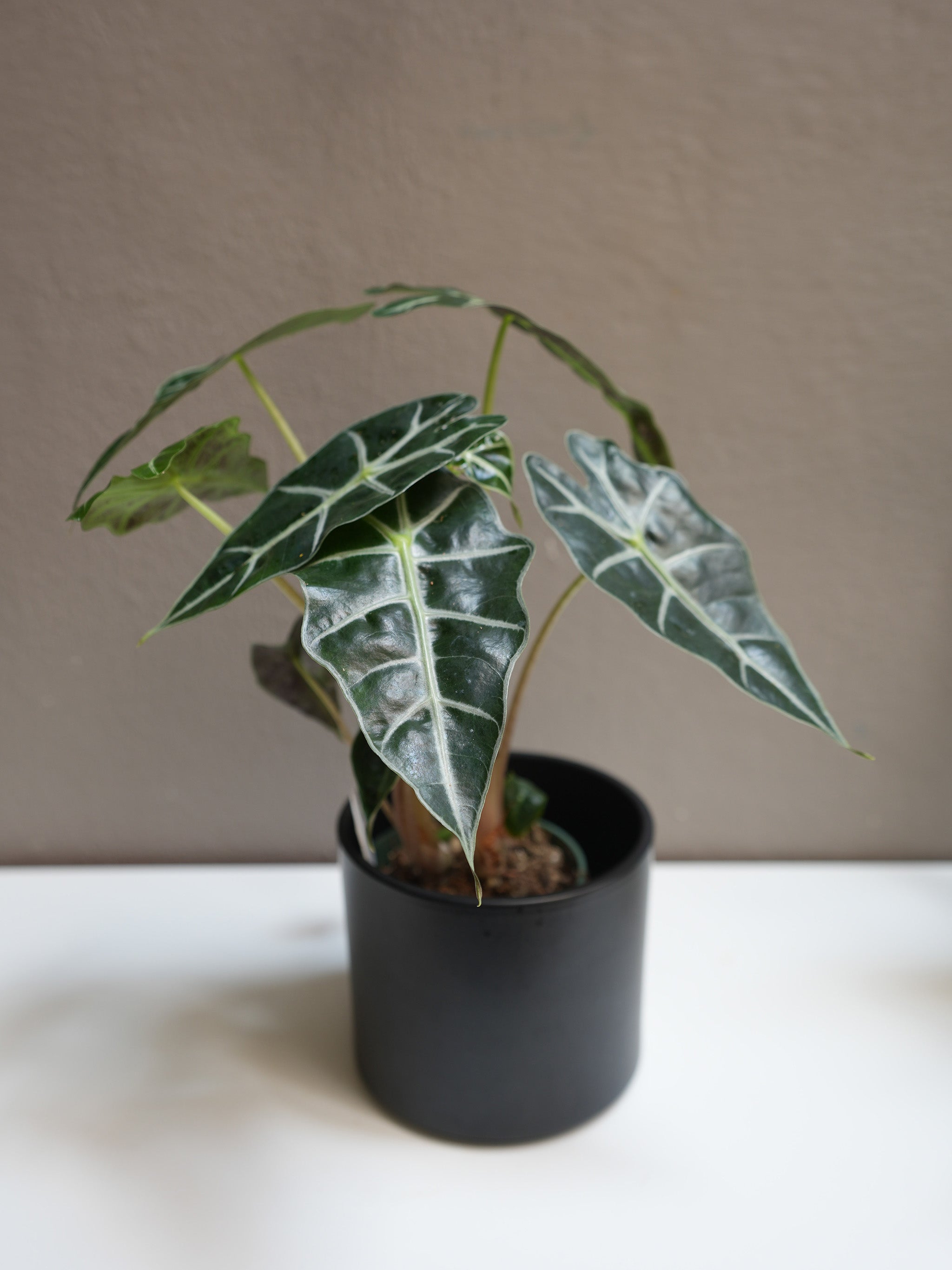 Alocasia Amazonica 4