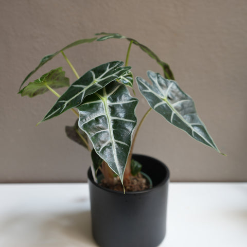 Alocasia Amazonica 4