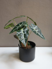 Alocasia Amazonica 4