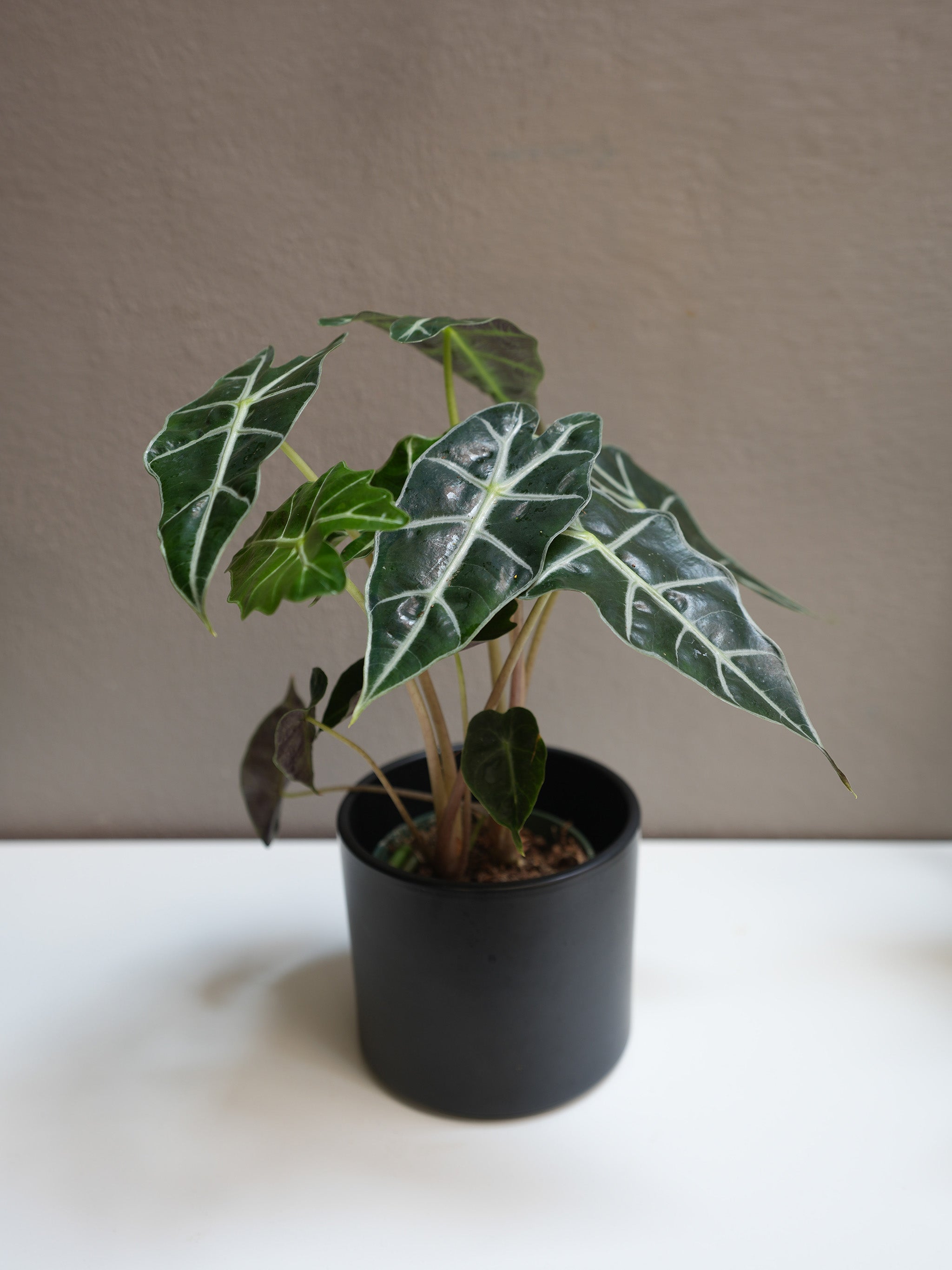 Alocasia Amazonica 4