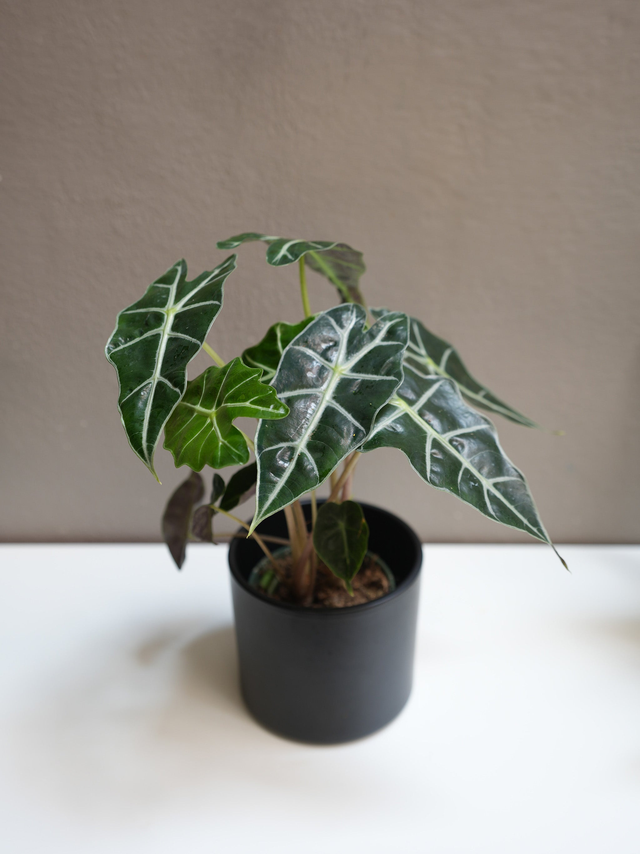 Alocasia Amazonica 4