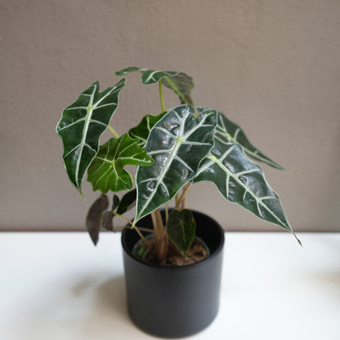 Alocasia Amazonica 4