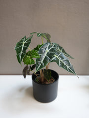 Alocasia Amazonica 4