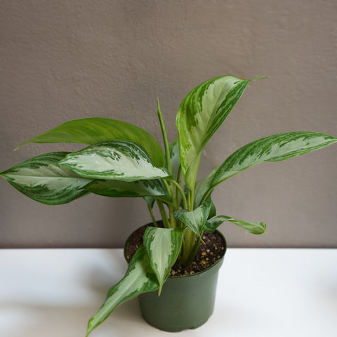 Aglaonema silver bay 6
