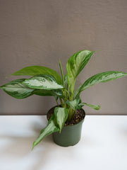 Aglaonema silver bay 6