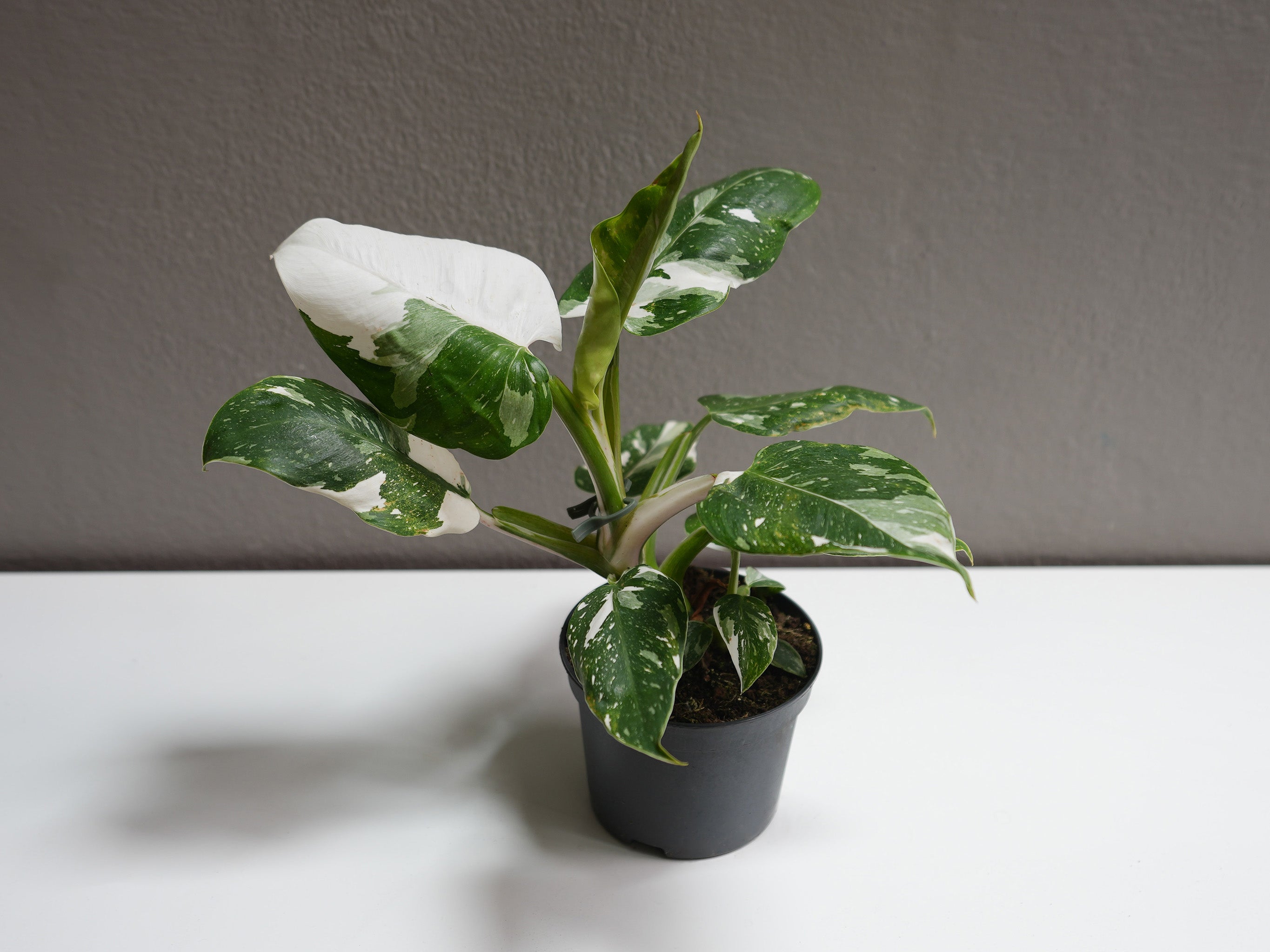 philodendron - white princess