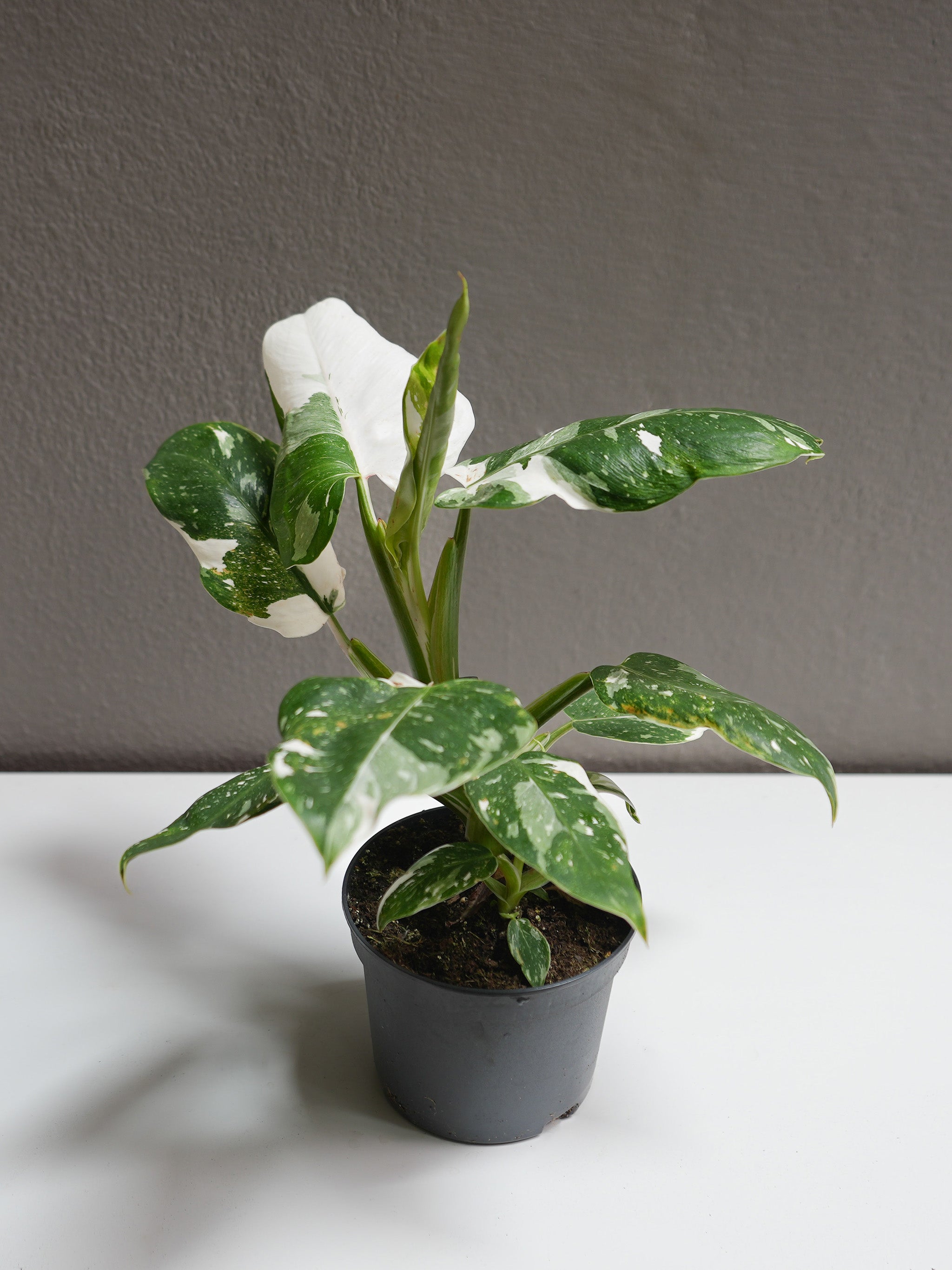 philodendron - white princess