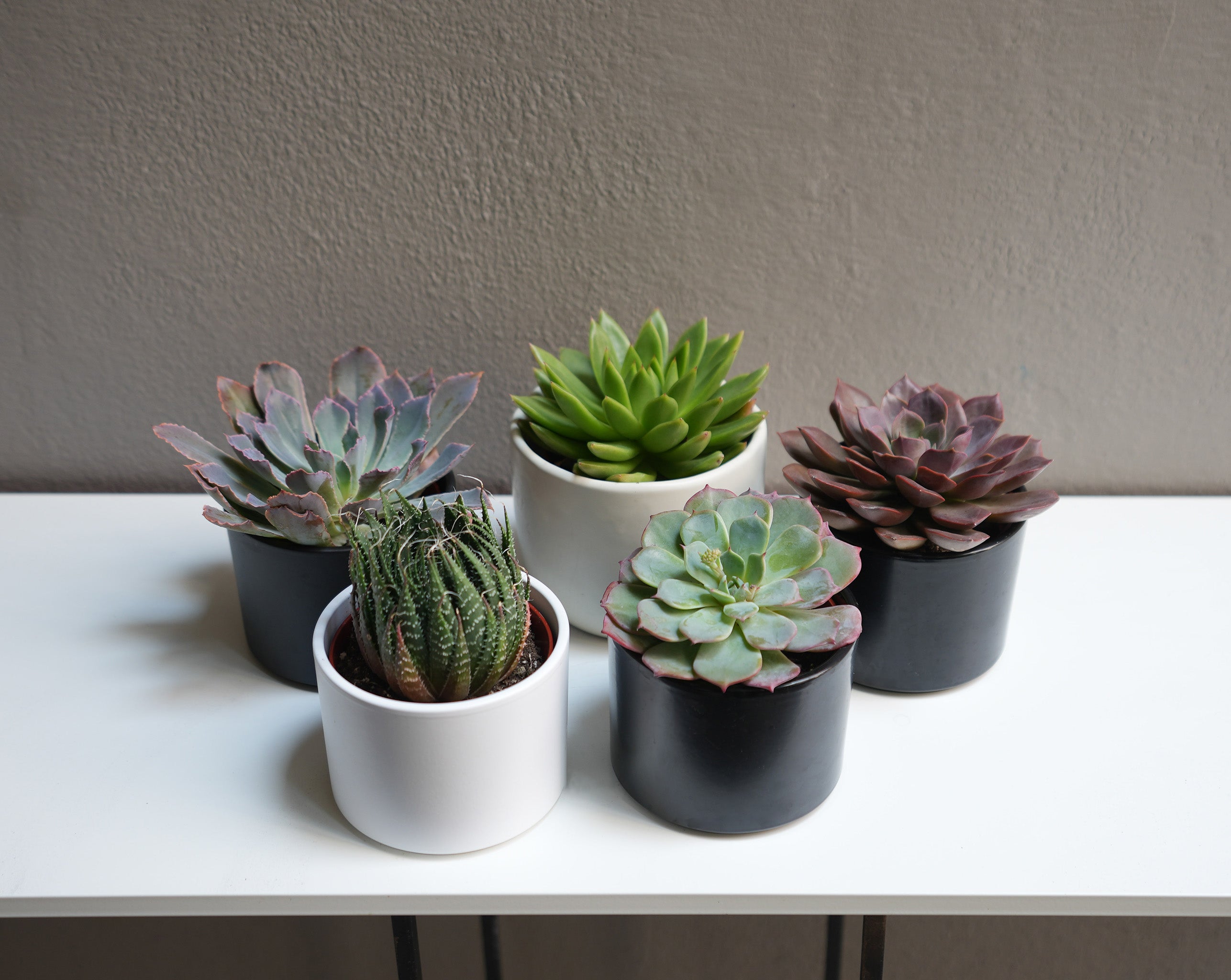 Echeveria Succulant 4