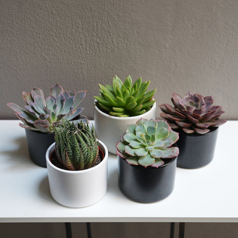 Echeveria Succulant 4