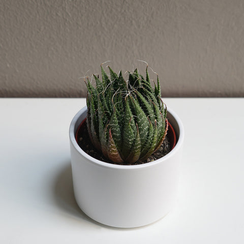 Lace Aloe Succulant 4