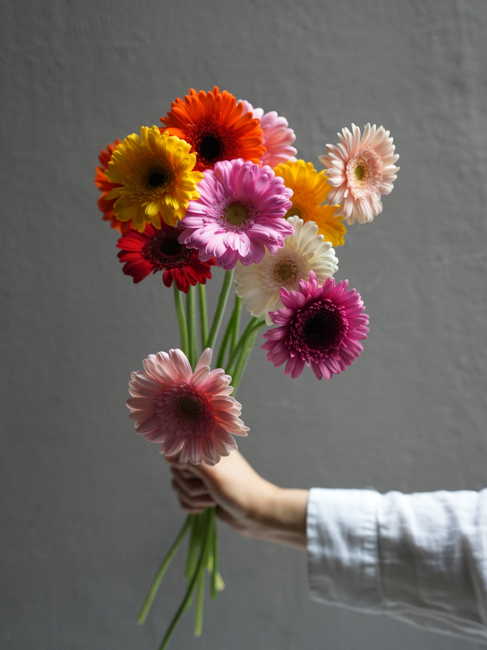 Mini Gerbera