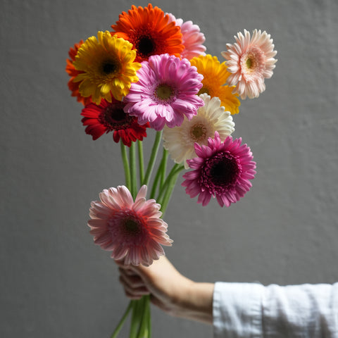 Mini Gerbera