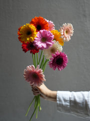 Mini Gerbera
