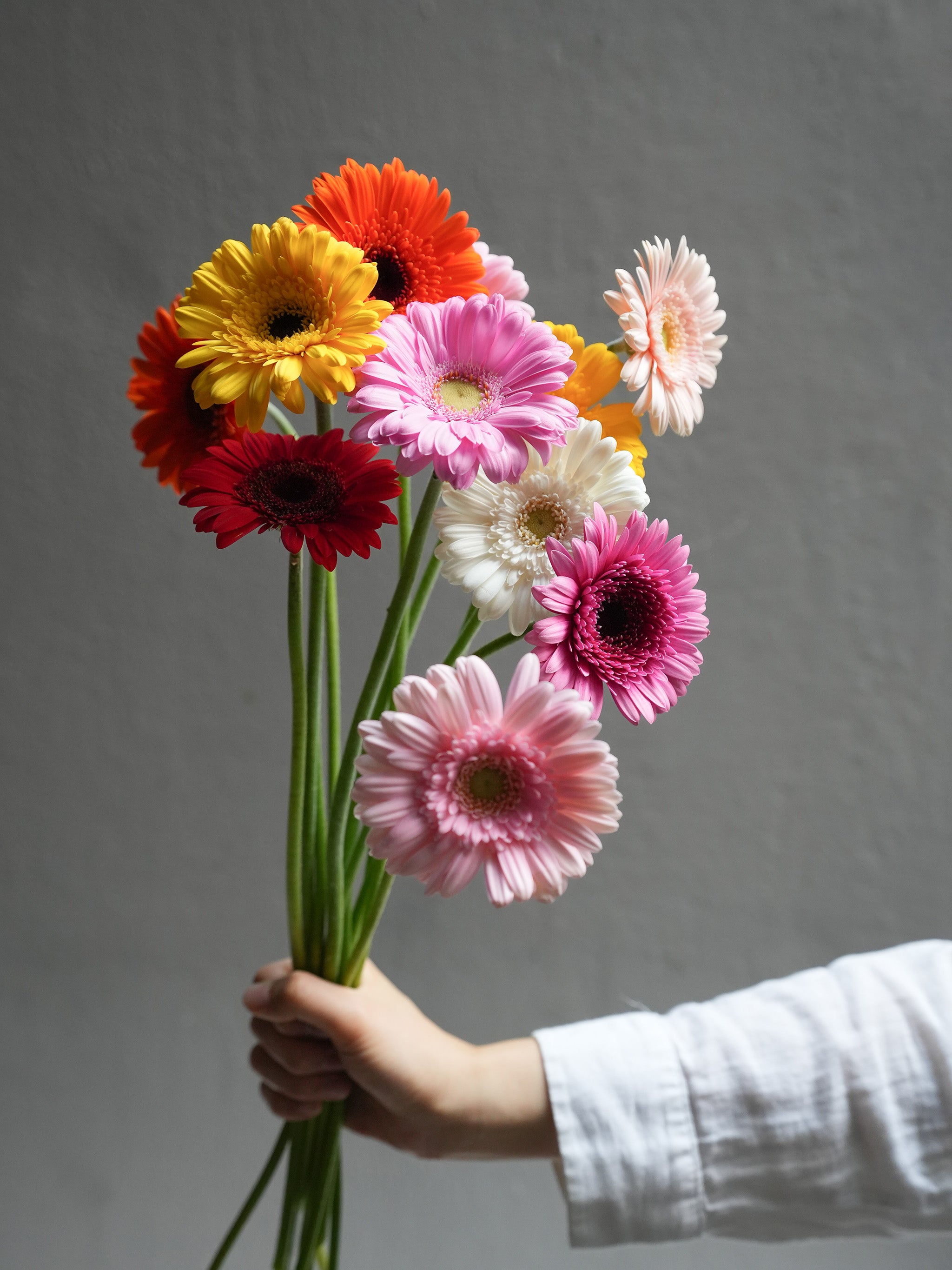 Mini Gerbera