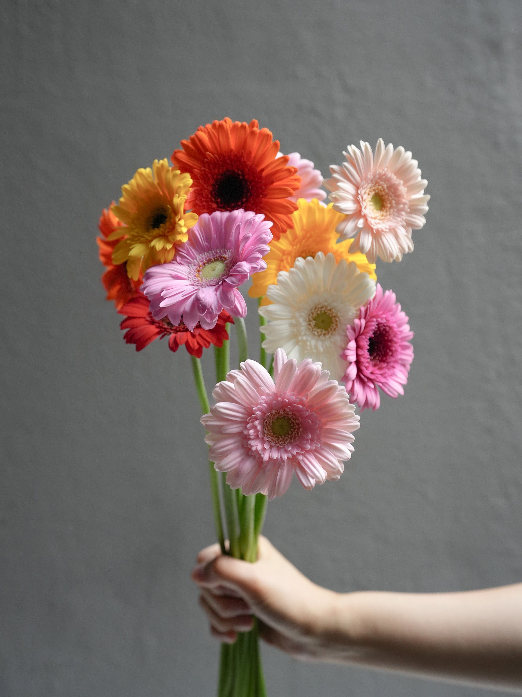 Mini Gerbera