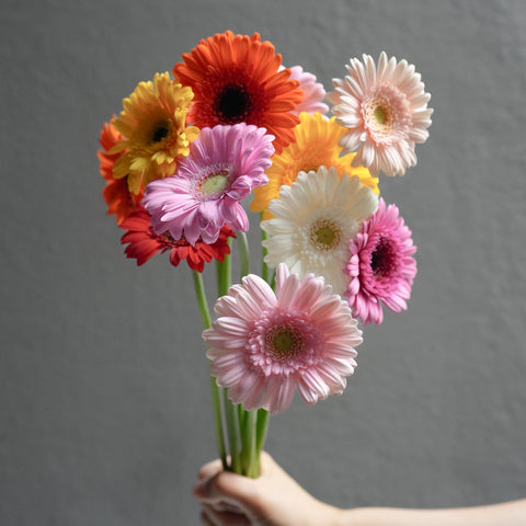 Mini Gerbera