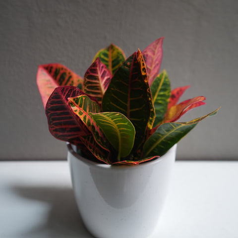 Croton petra 6