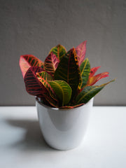 Croton petra 6