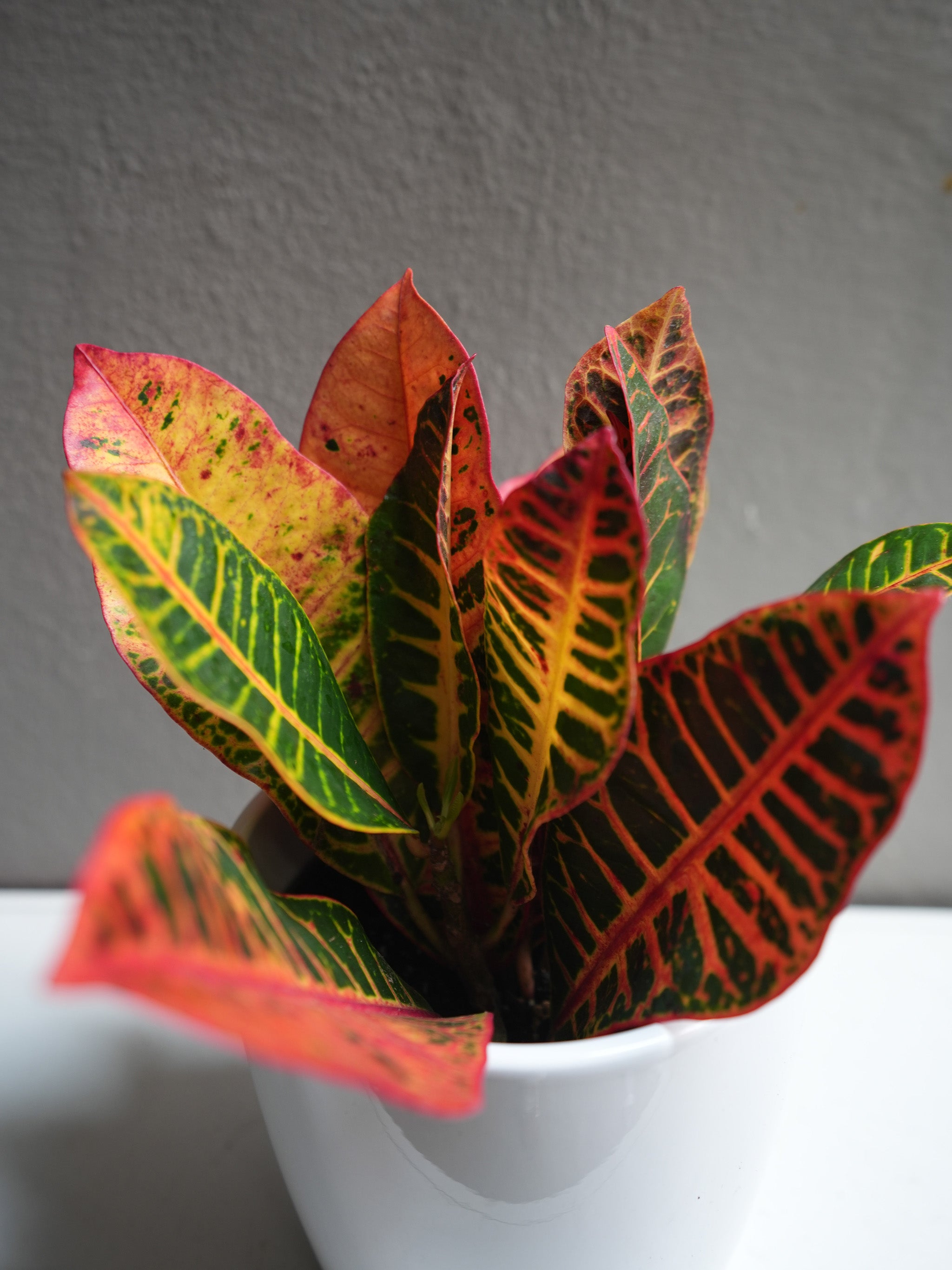 Croton petra 6