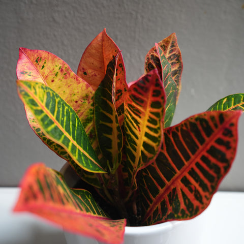 Croton petra 6