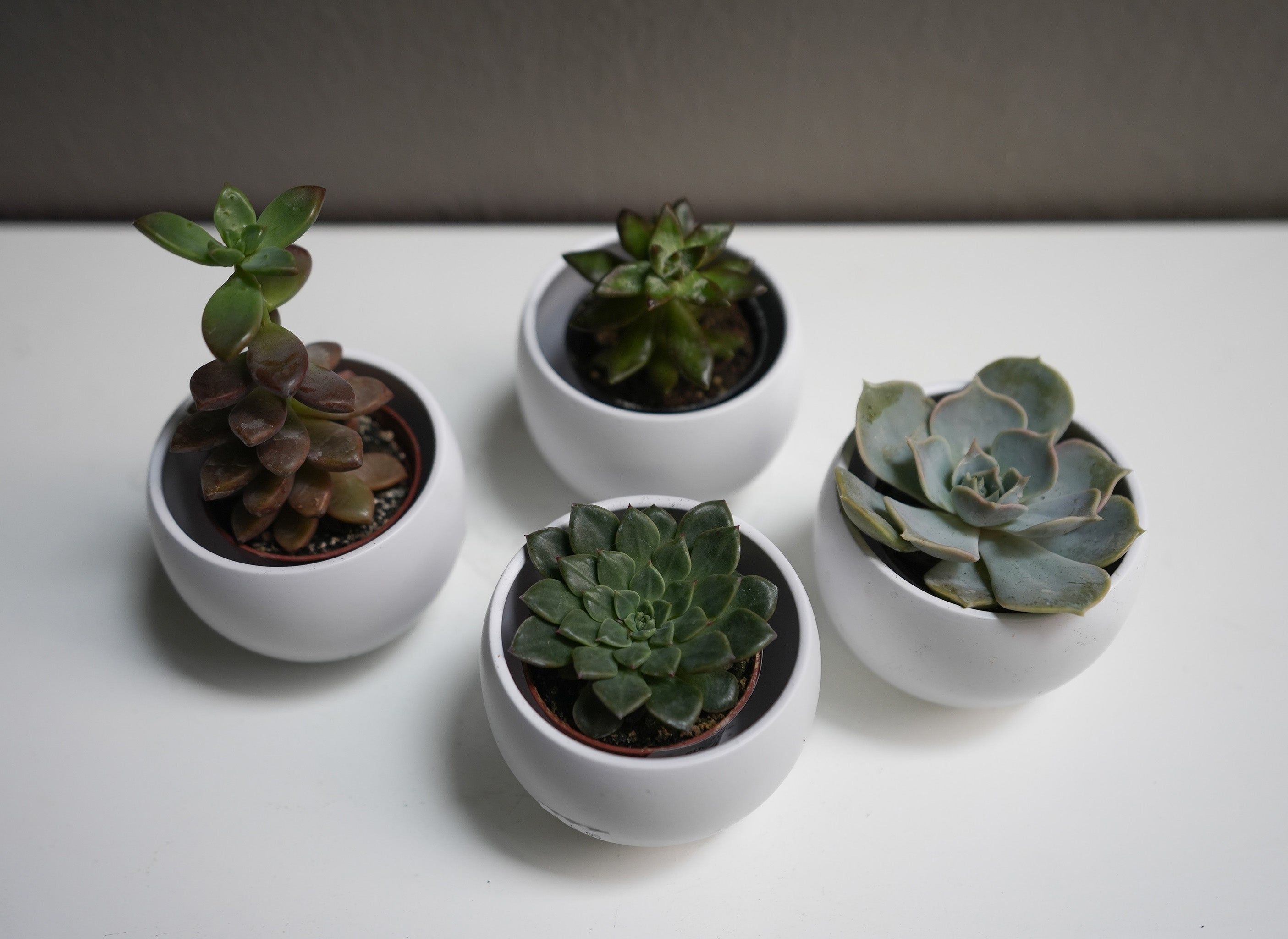 Echeveria Succulant 2.5