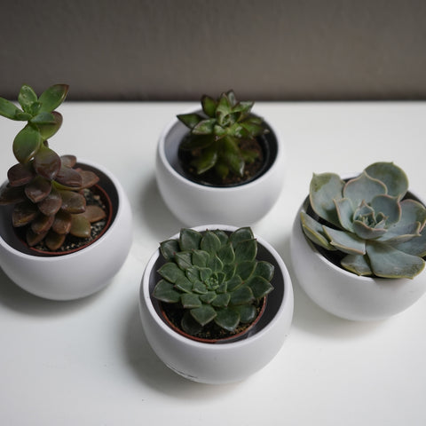 Echeveria Succulant 2.5