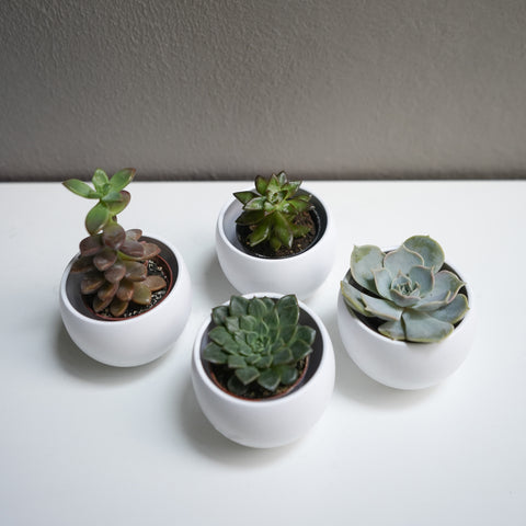 Echeveria Succulant 2.5