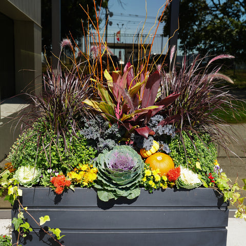 Autumn outdoor plant