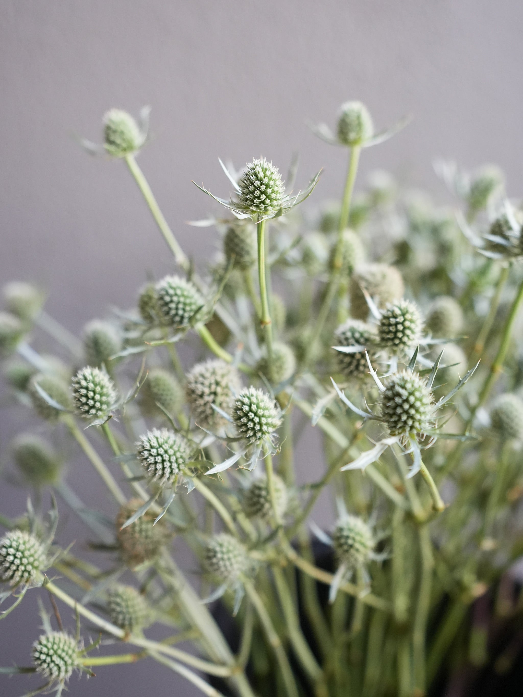 Eryngium
