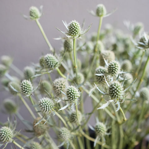Eryngium