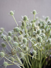 Eryngium