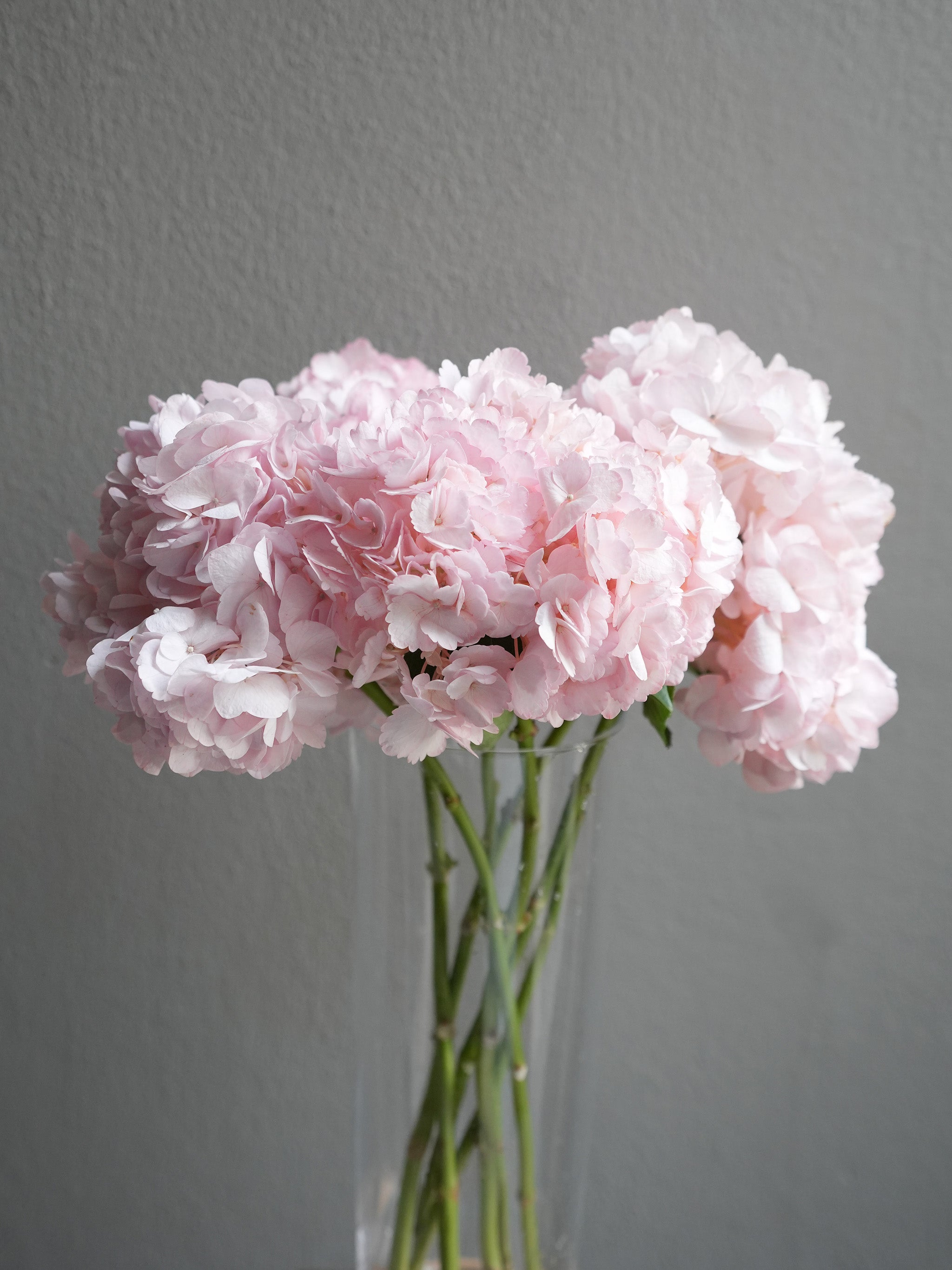 Hydrangea
