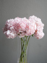 Hydrangea