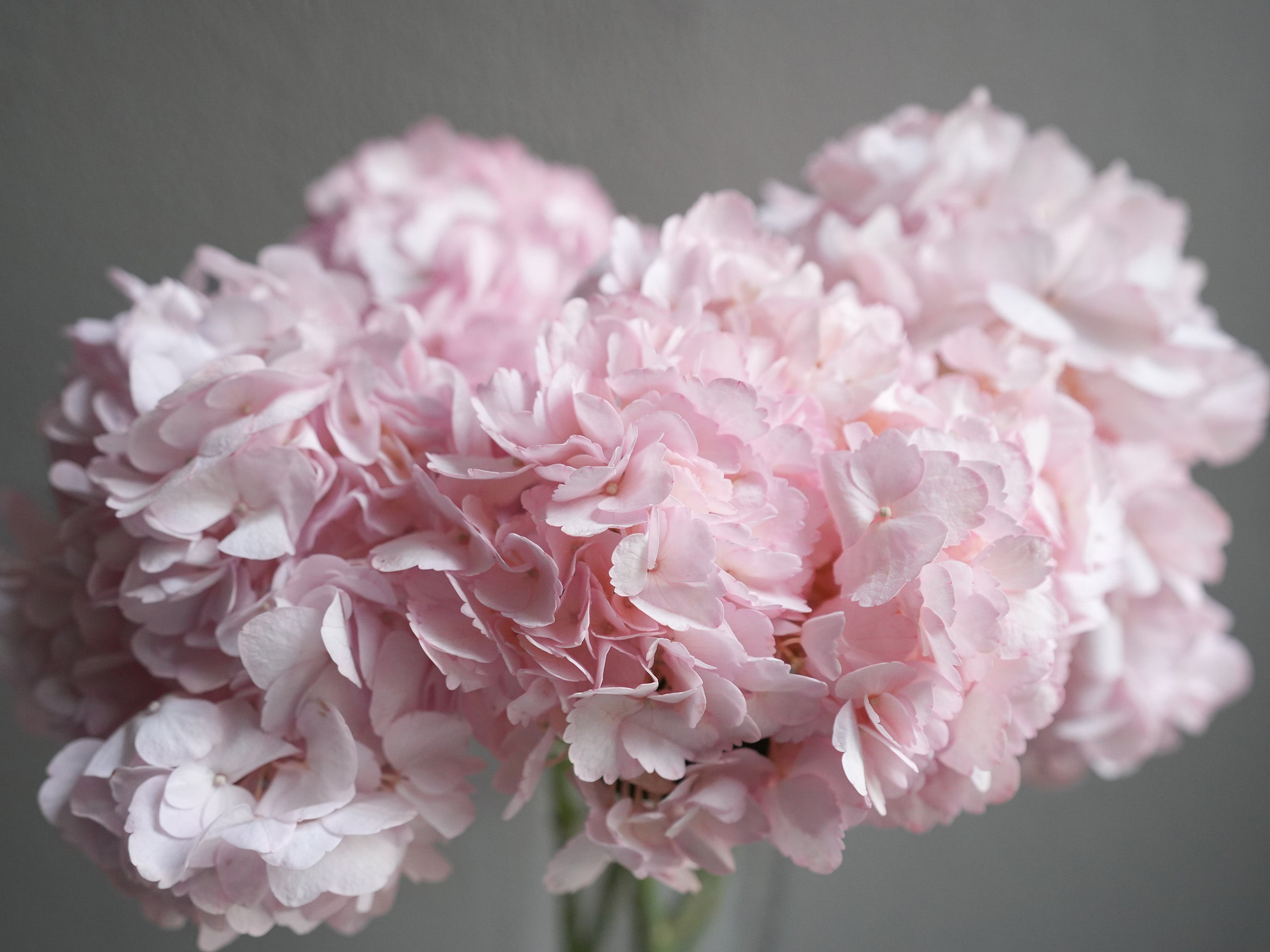 Hydrangea