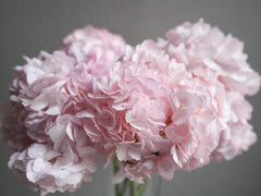 Hydrangea