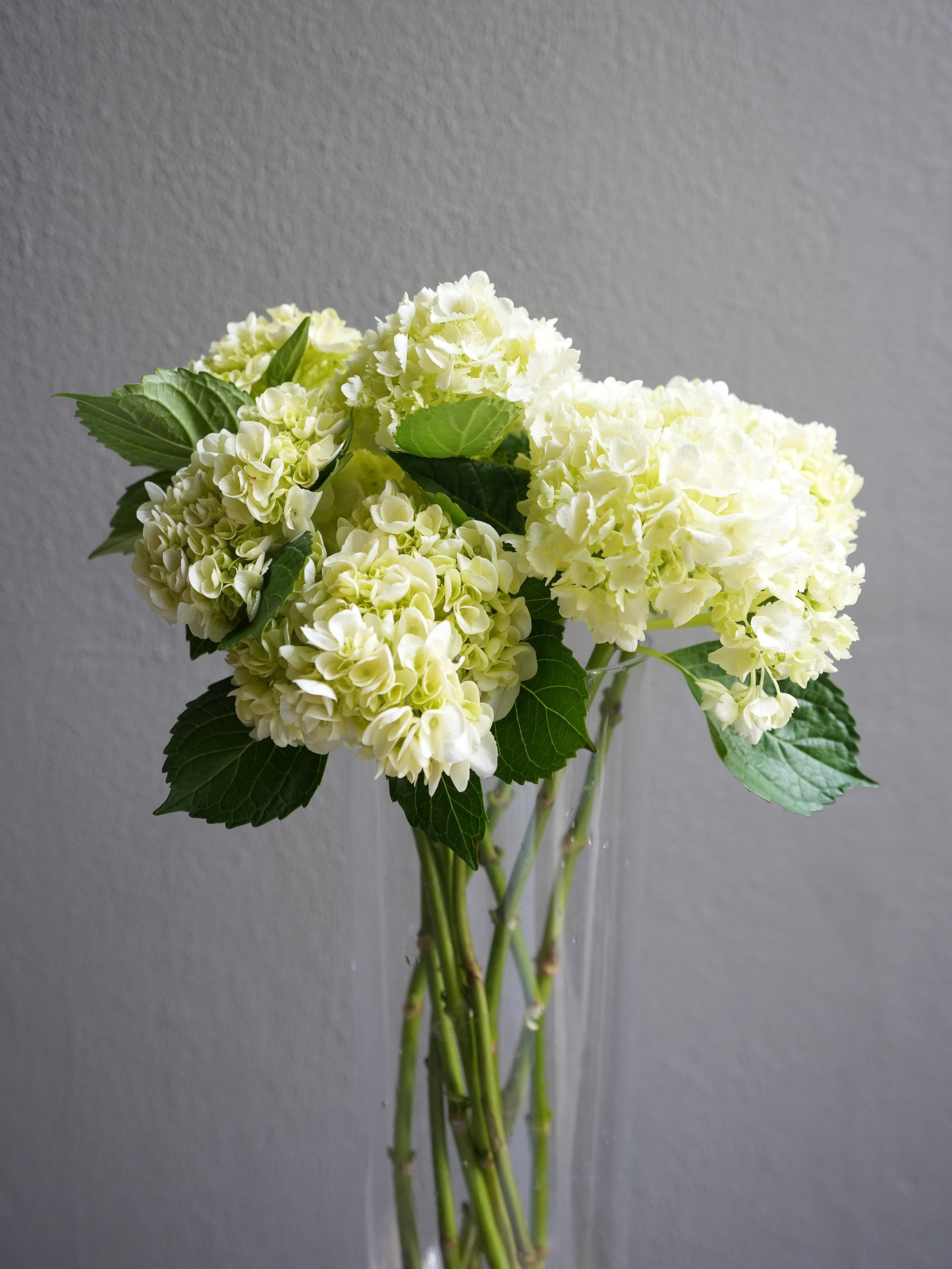 Hydrangea