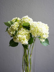 Hydrangea