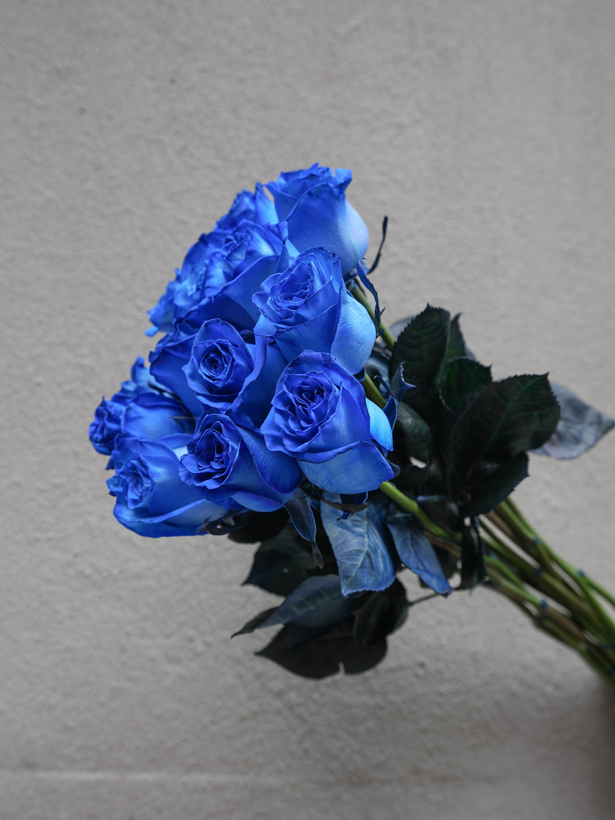 12 Blue Roses