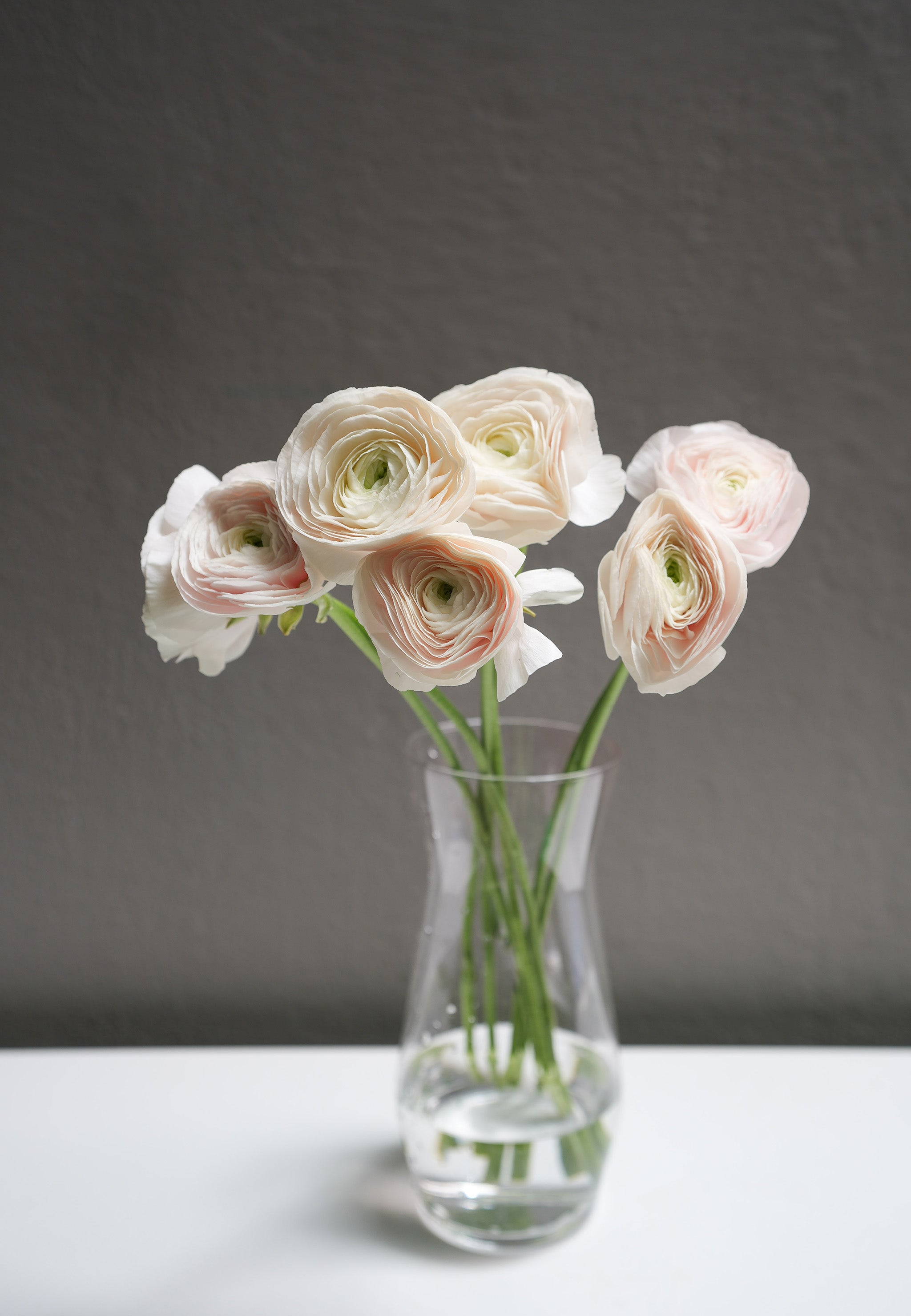 Ranunculus