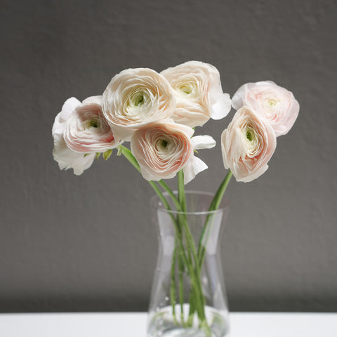 Ranunculus