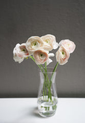Ranunculus